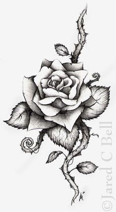 236x431 Drawn Rose Blood Drawing