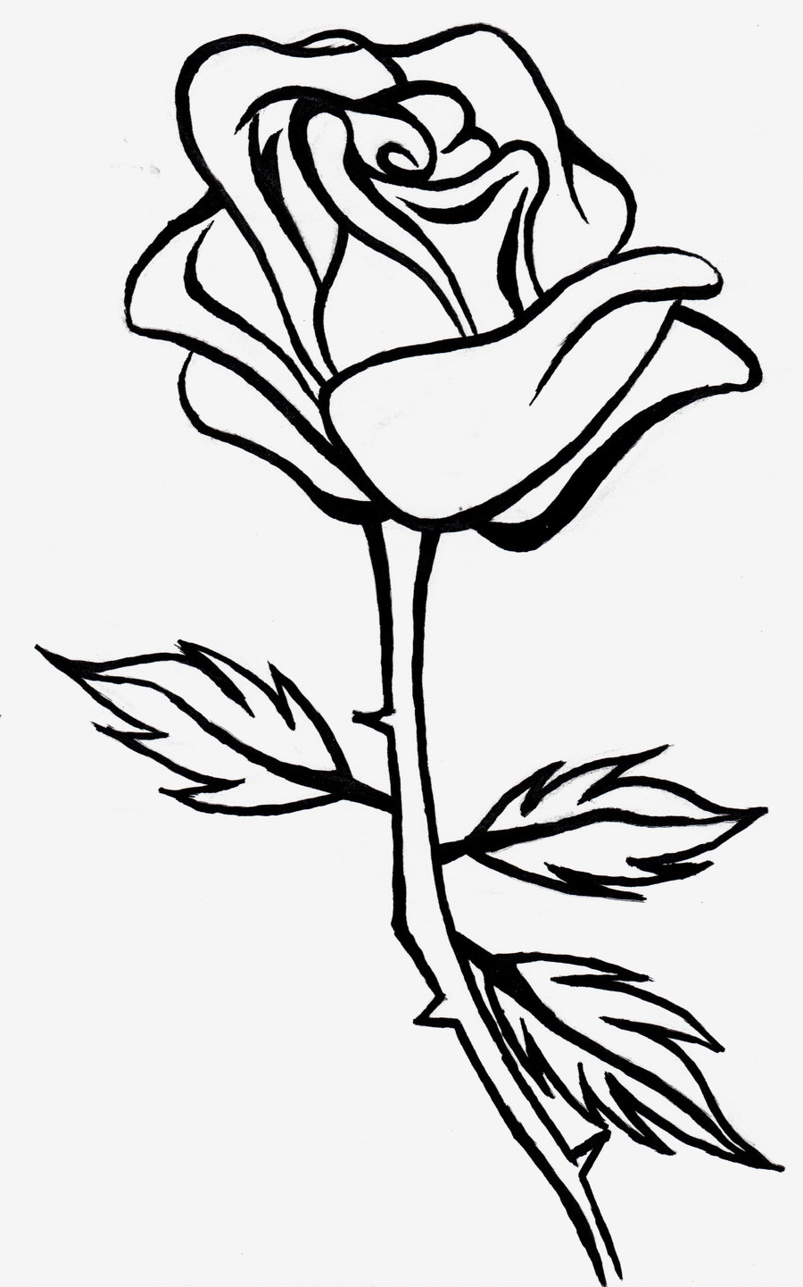 900x1441 Full Hd Rose Line Drawing Photo 3d Best Flower Line Drawings
