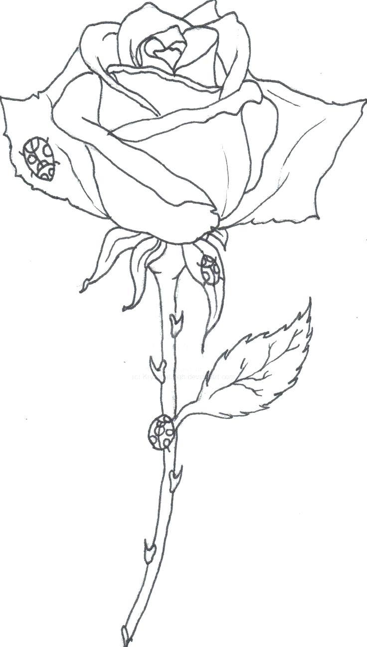 736x1296 On Realistic Rose Drawing Outline