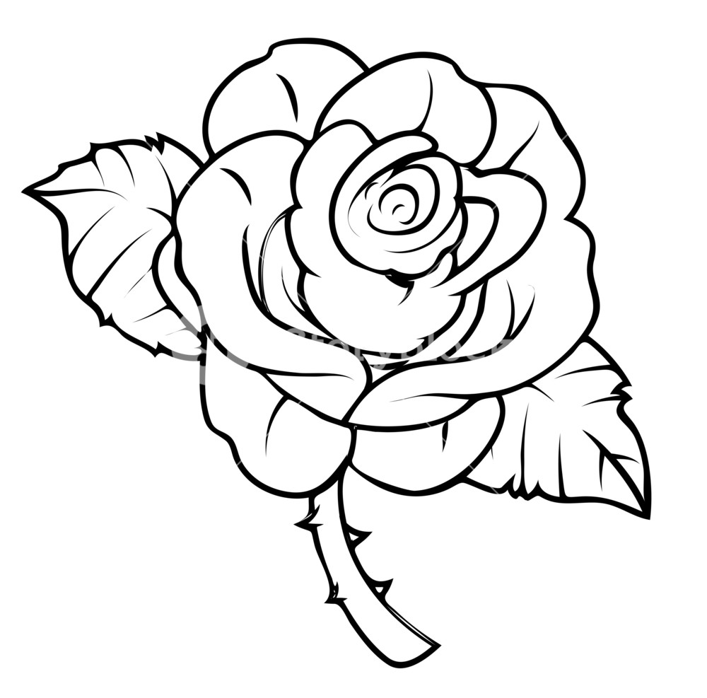 1000x987 Rose Drawing Royalty Free Stock Image