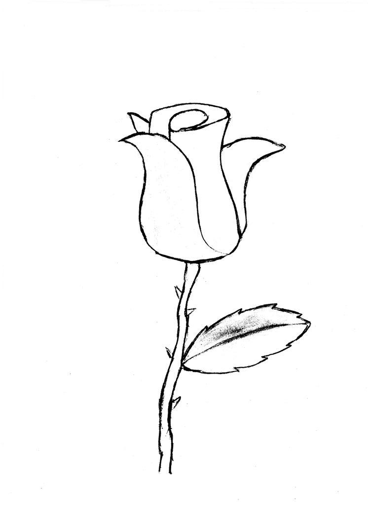 746x1024 Rose Sketch By Modularsundays