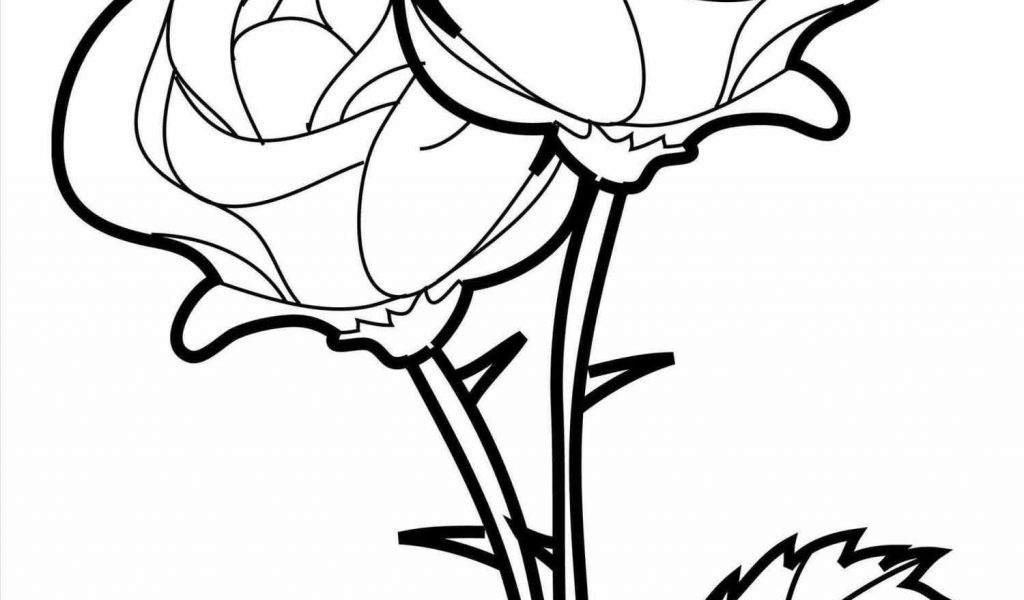 1024x600 Rose Drawing Enchanted By Siarafirespark On Clipart Pencil