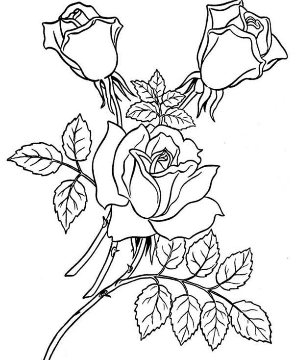 600x734 Garden Of Rose Coloring Page