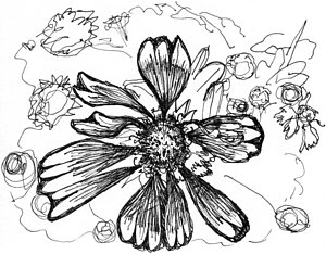 300x234 Rose Garden Drawings