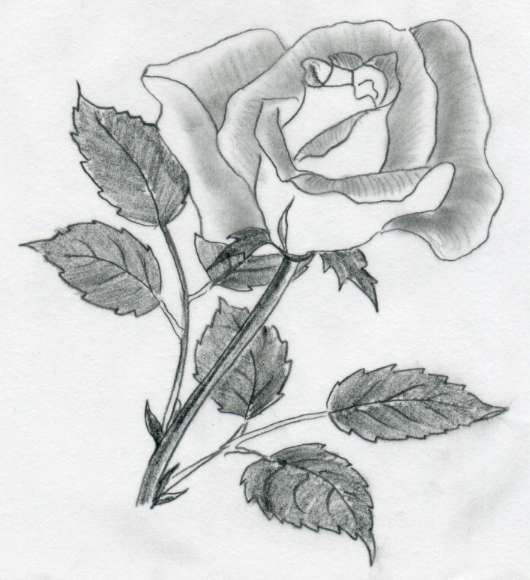 530x580 Rose Drawing Drawing How To Draw, Pencil Drawings