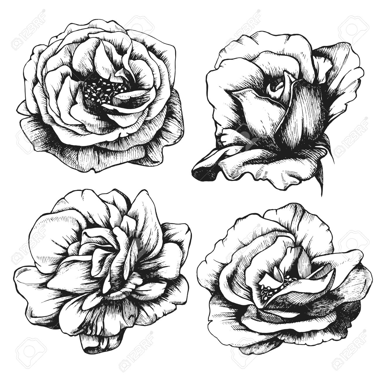 1299x1300 38777487 Set Of Highly Detailed Hand Drawn Roses Stock Vector