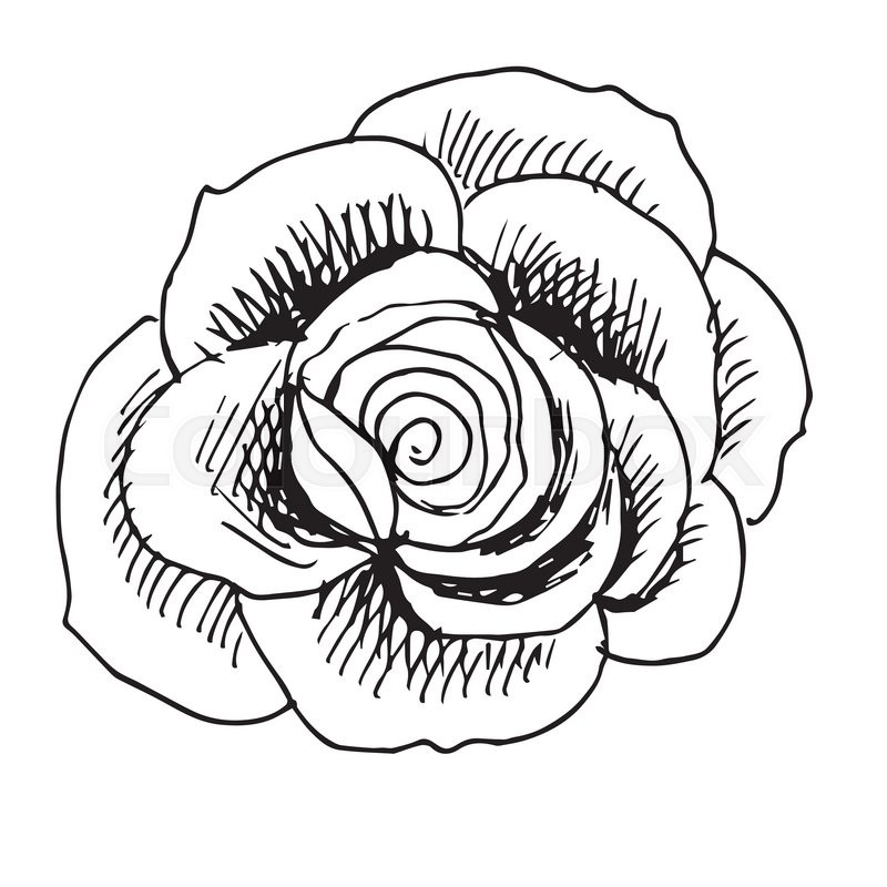 800x800 Freehand Sketch Illustration Of Rose Doodle Hand Drawn Stock