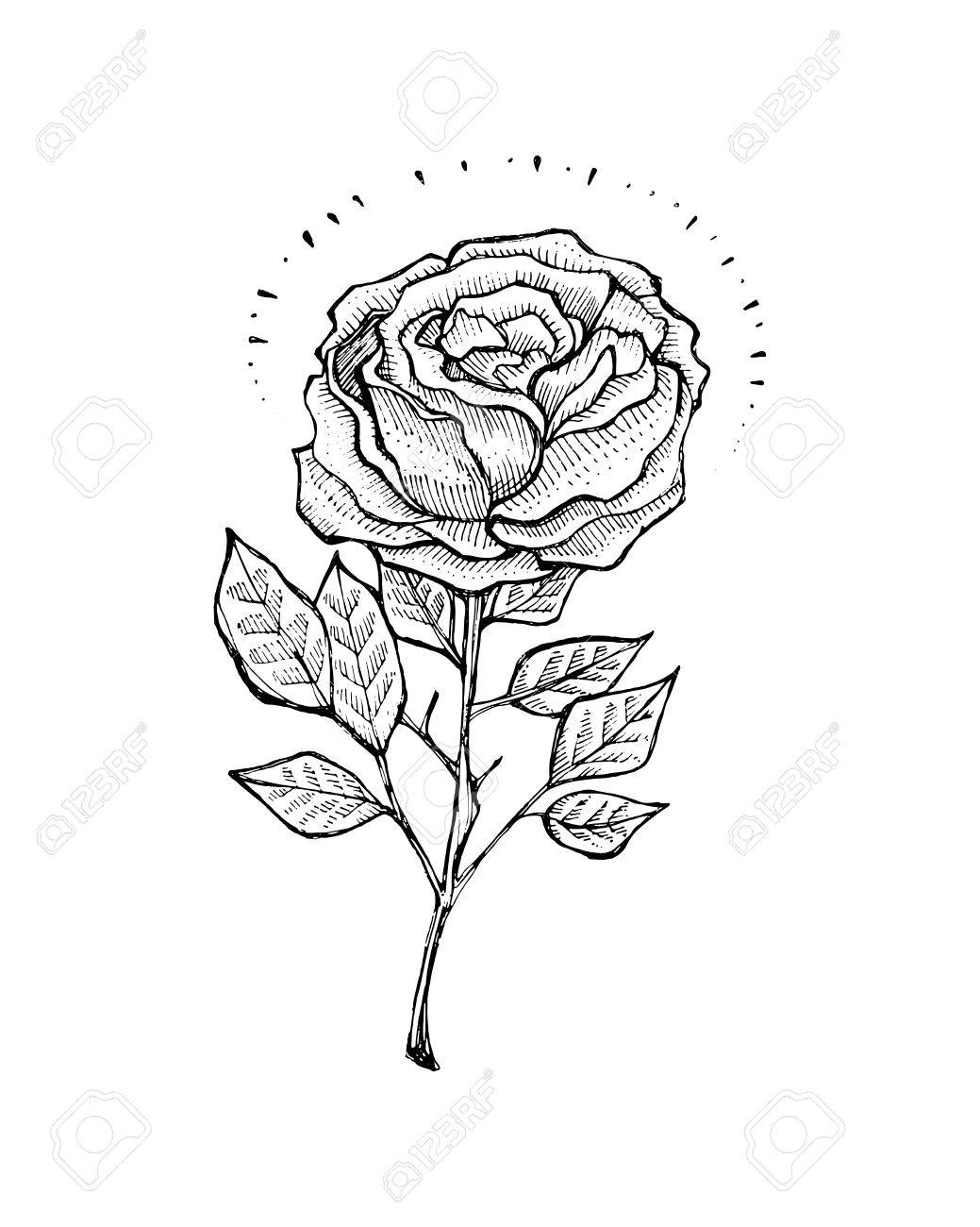 1039x1300 Hand Drawn Vector Illustration Or Drawing Of A Rose In A Tattoo