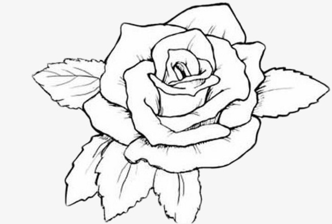 650x439 Hand Drawn Roses, Brief Strokes, Basket Flower, Simple Pen Basket