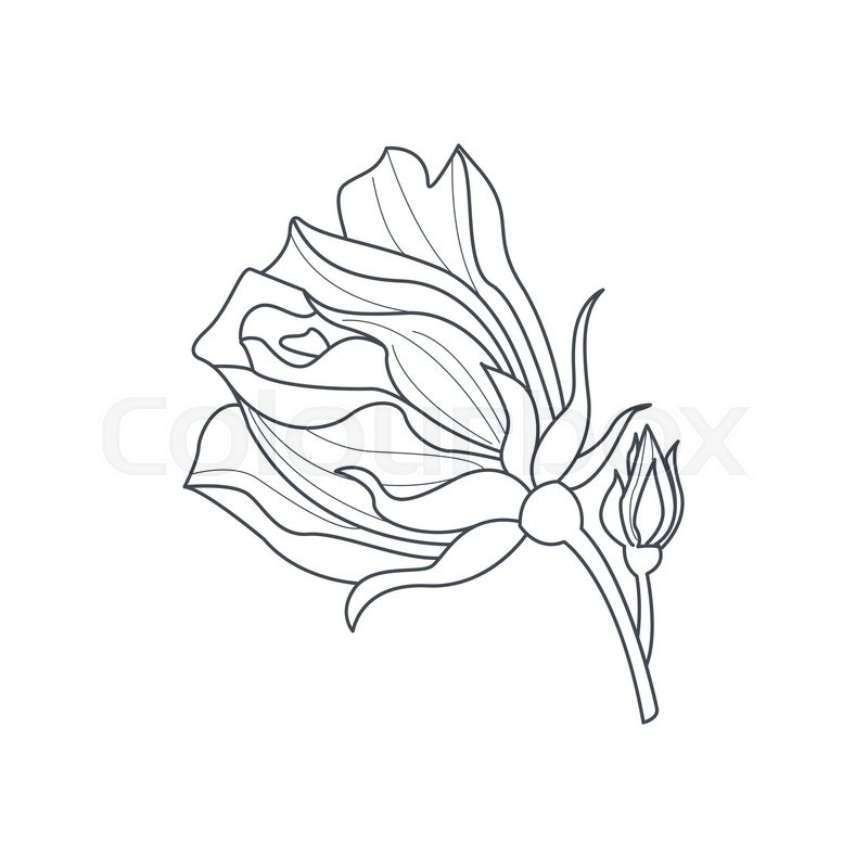 800x800 Rose Bud Monochome Drawing For Coloring Book Hand Drawn Vector