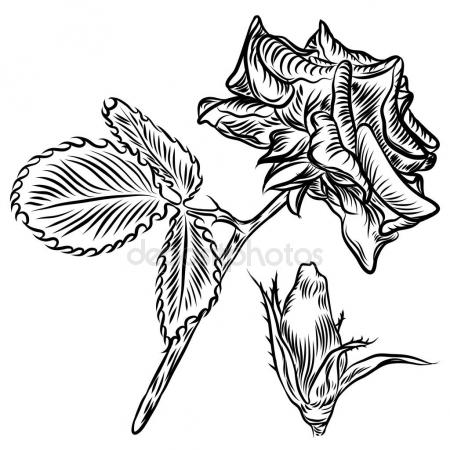 450x450 Rose Hand Drawing Set, Spring Buds. Stock Vector Goldenshrimp