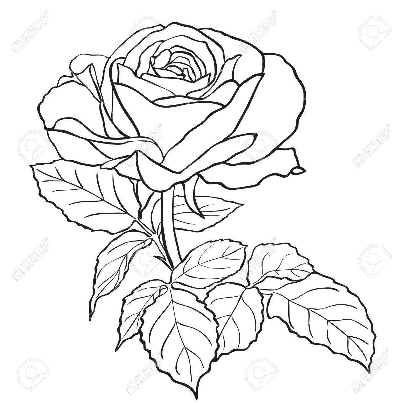 1300x1300 Sketch Rose Branch, Hand Drawn, Ink Style Royalty Free Cliparts