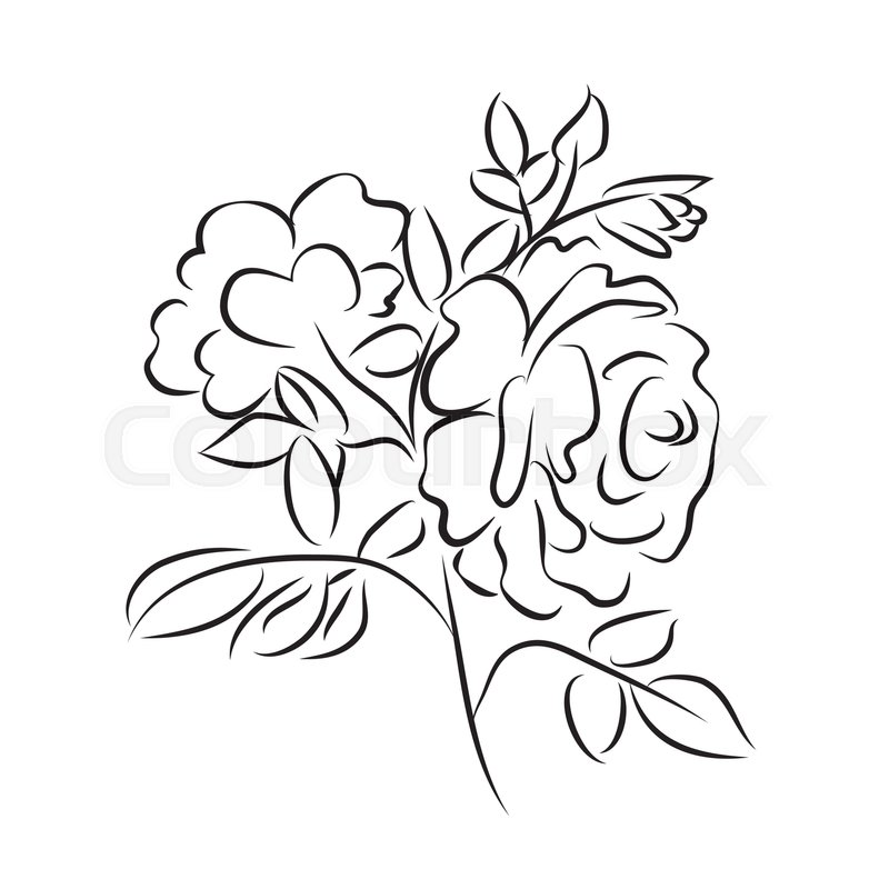 800x800 Sketch Rose Branch, Hand Drawn, Very Simple Outline With Little