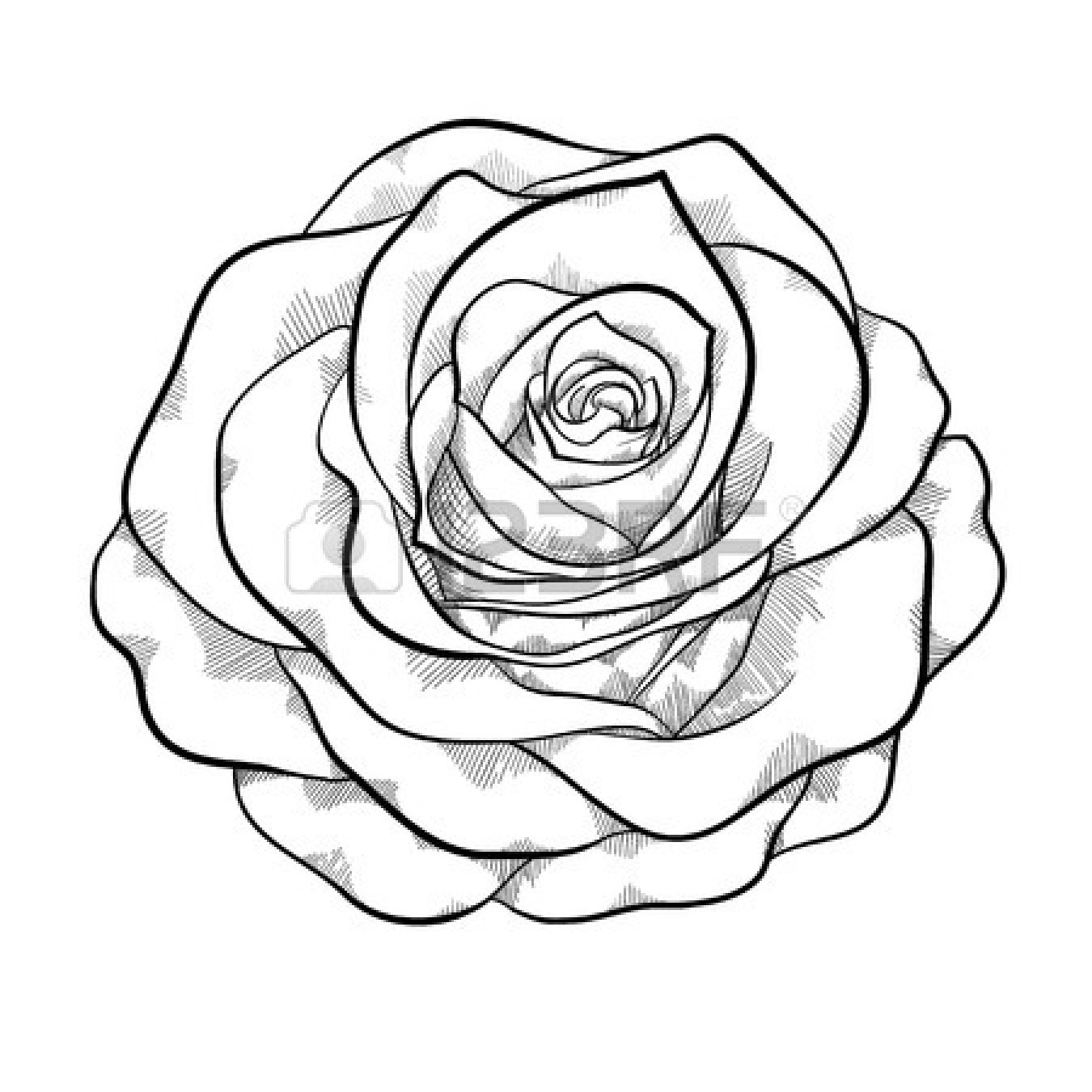 1350x1350 Beautiful Monochrome Black And White Rose Isolated On White