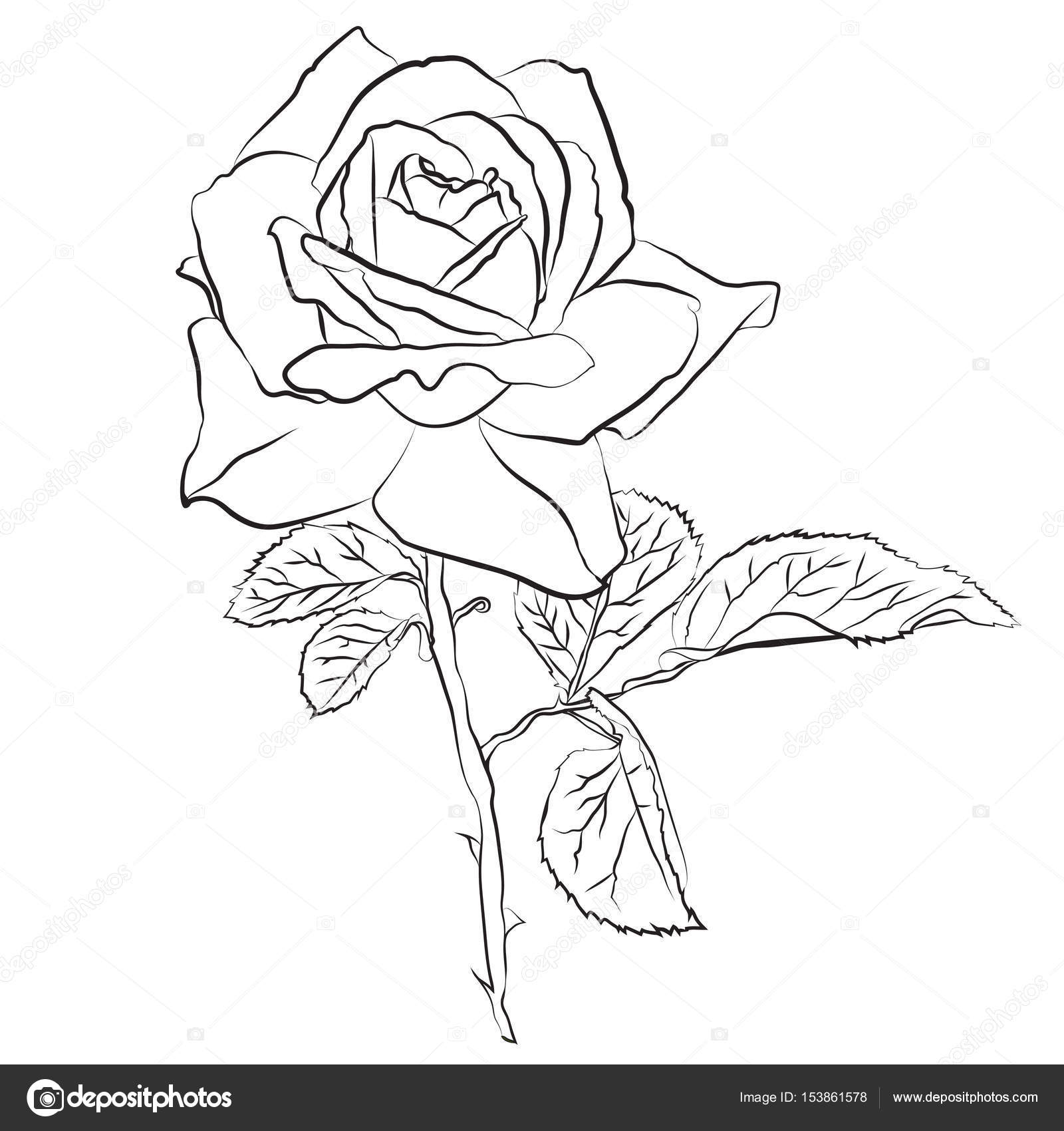 1600x1700 Beautiful Hand Drawn Sketch Rose, Isolated Black Contur On White