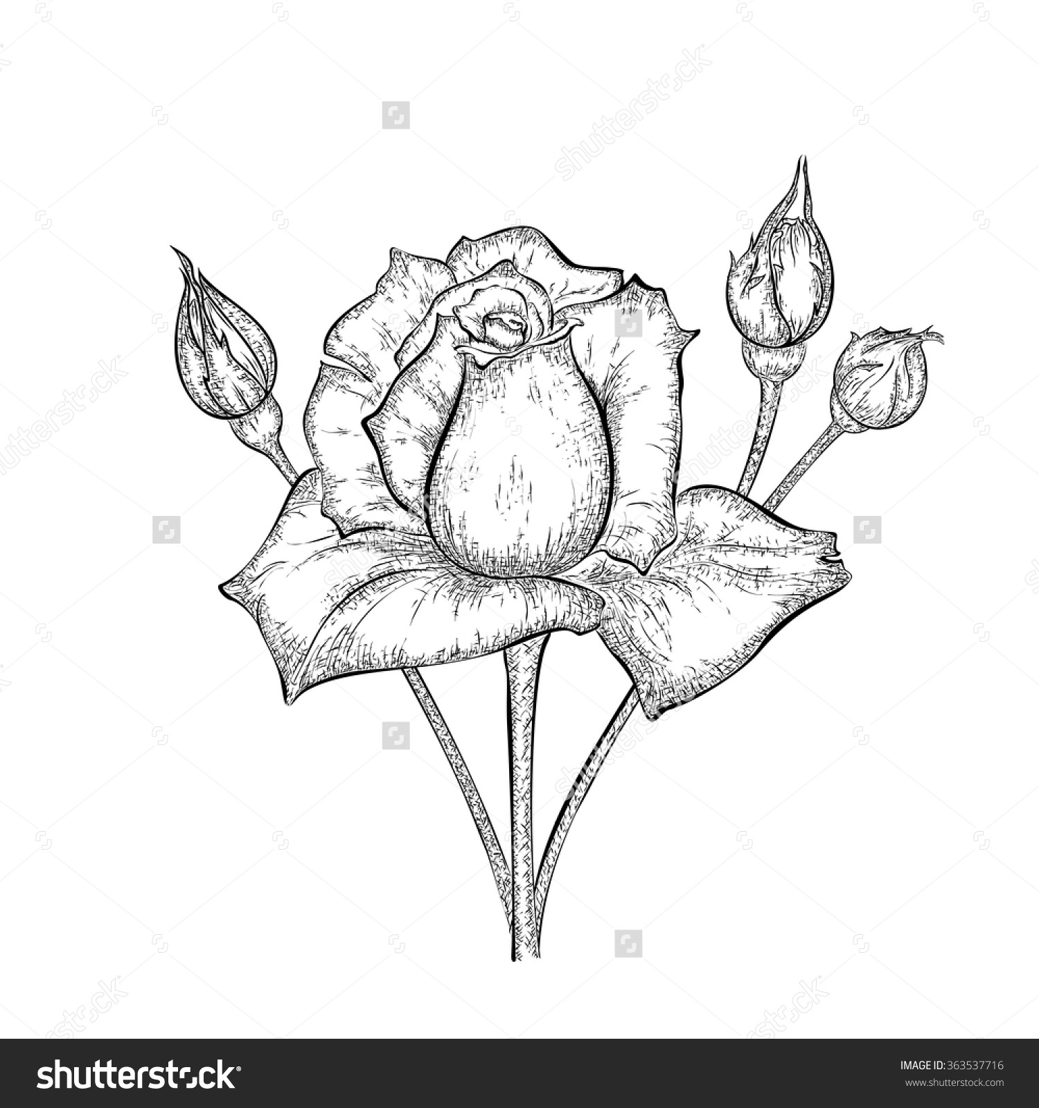 1500x1600 Drawing A Rose Bud Hand Drawn Rose Buds Detailed Sketch Stock