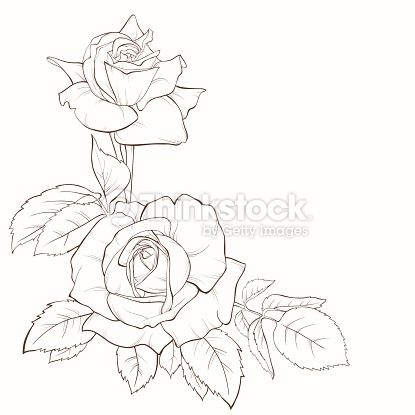 415x415 Drawn Rose Contour Drawing