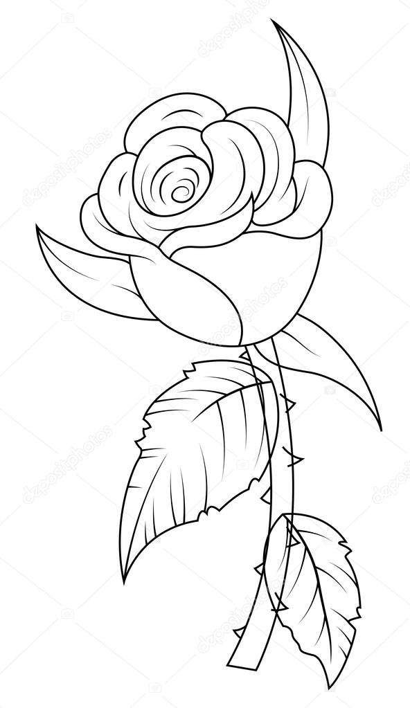 592x1023 Rose Drawing Stock Vector Baavli