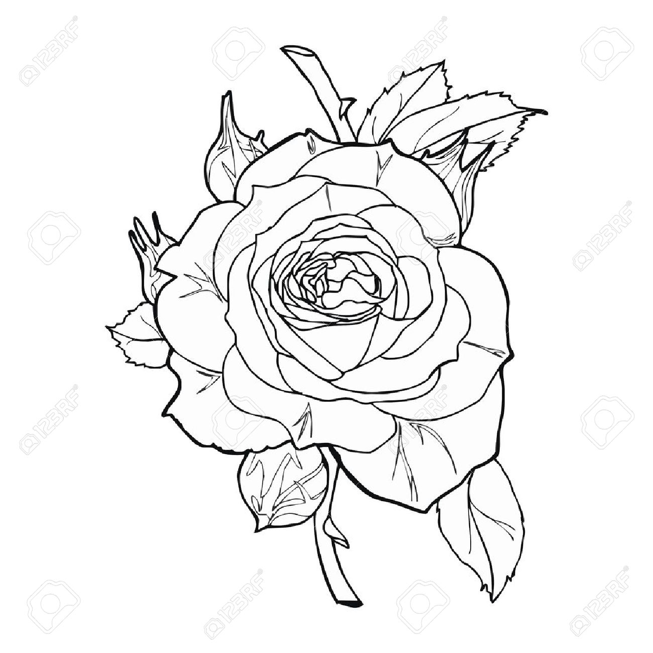 1300x1300 Rose Sketch Vector Royalty Free Cliparts, Vectors, And Stock