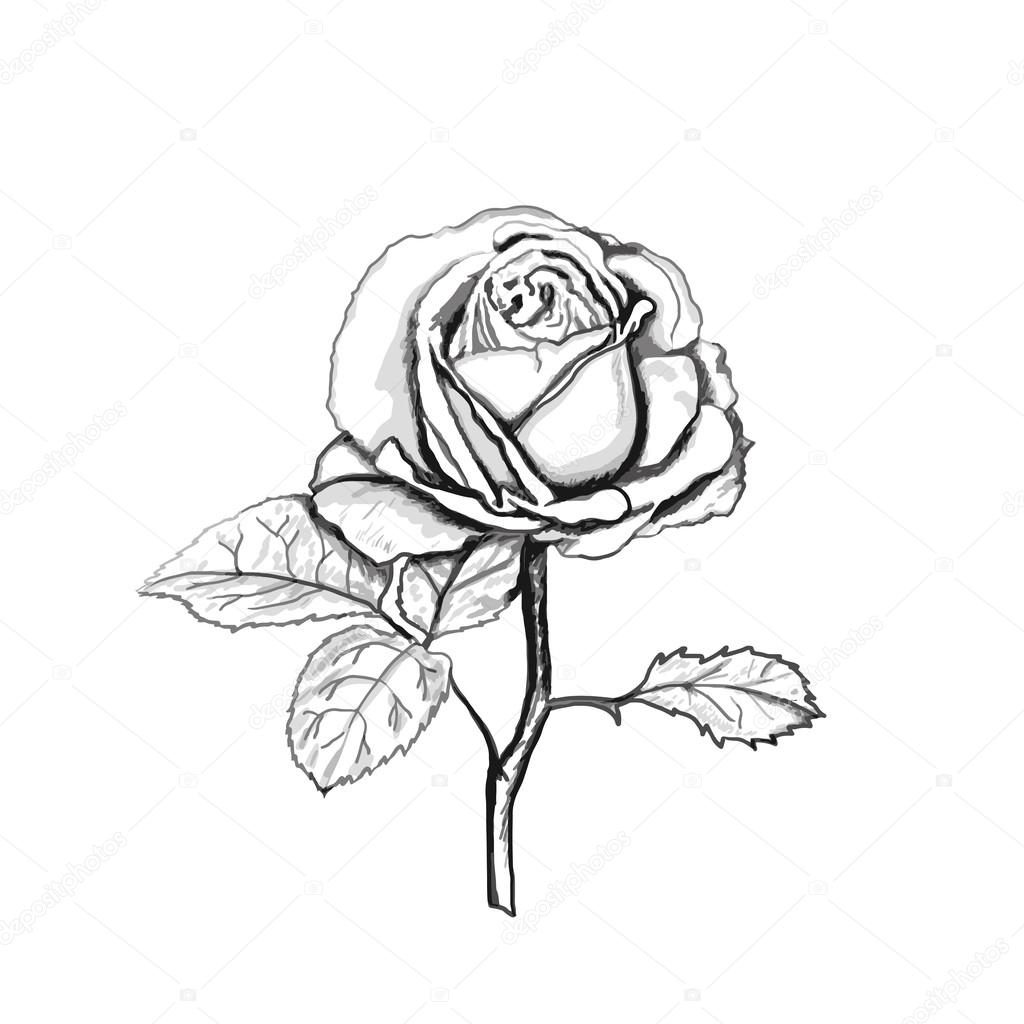 1024x1024 Rose Sketch. Stock Vector Likka