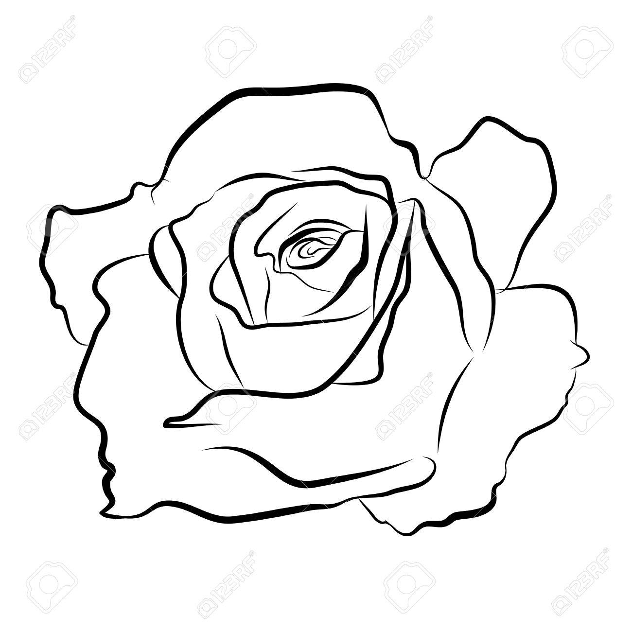 1300x1300 Sketch Line Drawing Of Rose Isolated Illustration On White