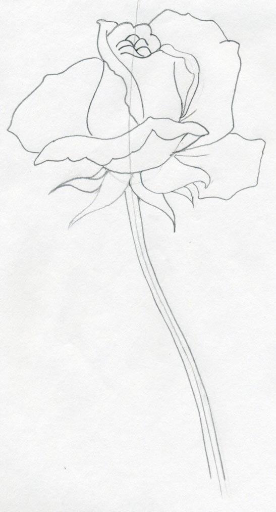 547x1013 Draw A Rose Quickly, Simply And Easily