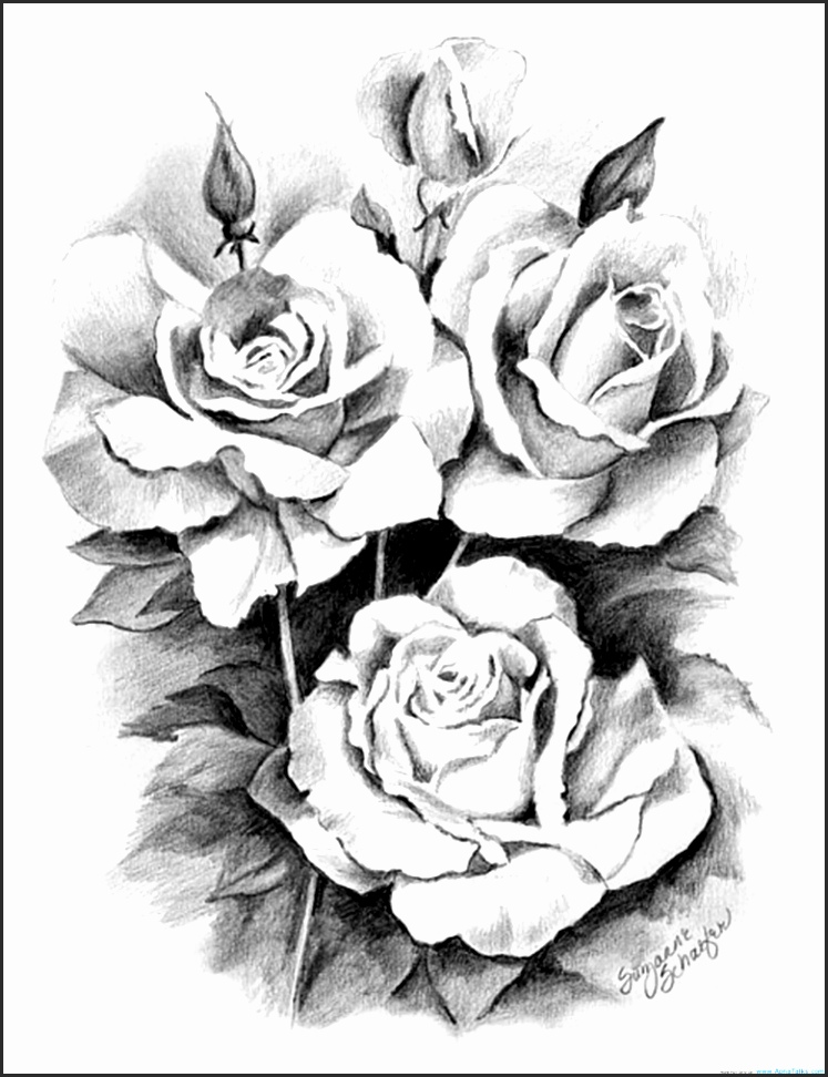 747x972 Open Rose Drawing Ivspg Unique Rose Flower Drawings In Pencil How