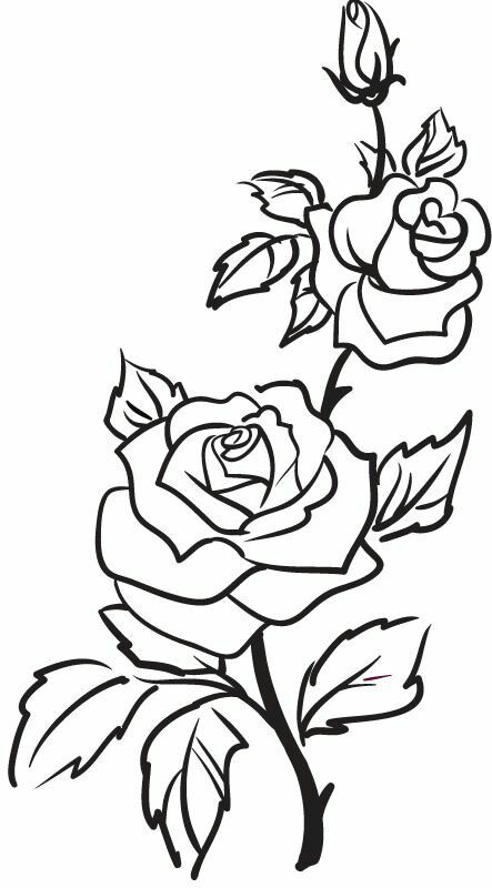 443x800 Wb Flowers 2 37 Adult Coloring, Rose And Flowers