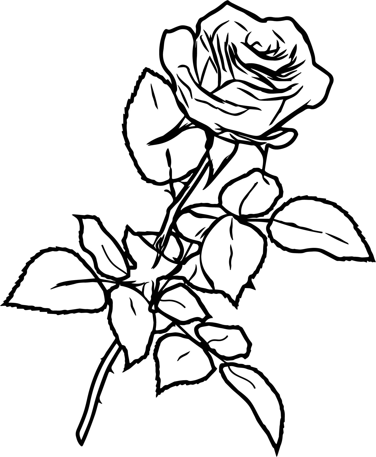 1516x1840 Classic Rose Ink Sketch Drawing Pencil Coloring Page Wecoloringpage