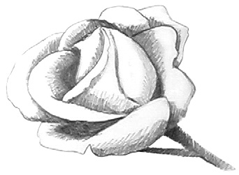 342x251 Drawing Roses Video Lesson