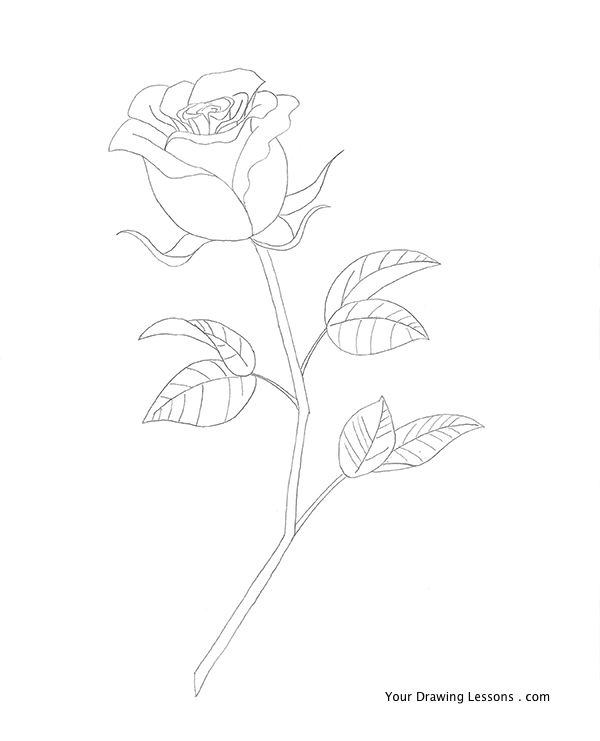 600x741 How To Draw A Rose Your Drawing Lessons