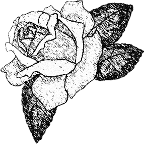 288x285 Pencil Drawing Of Roses Nature's Gift To The Art World