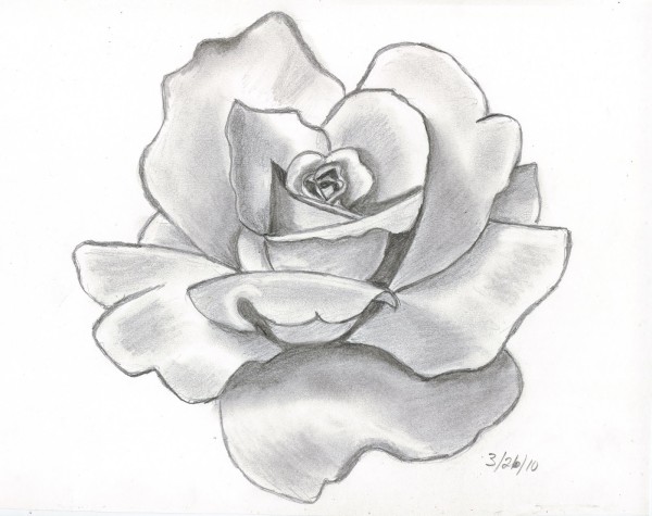 600x475 And White Pencil Drawings Of Flowers