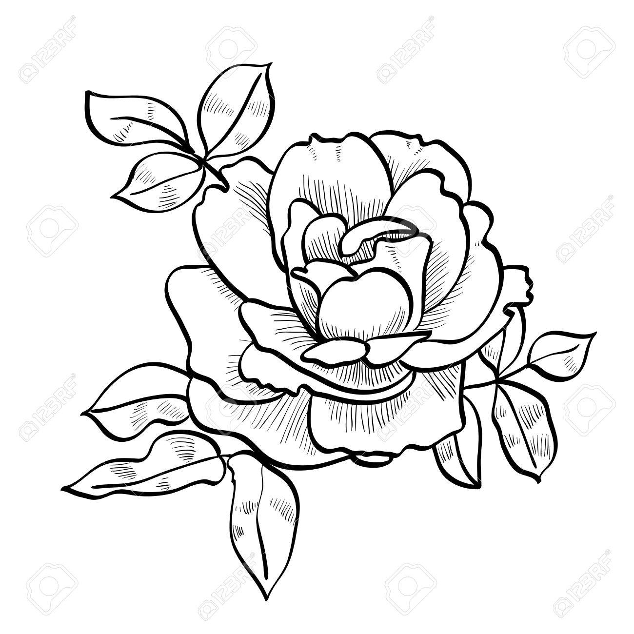 1300x1300 Pencil Sketch Of The Rose Royalty Free Cliparts, Vectors,