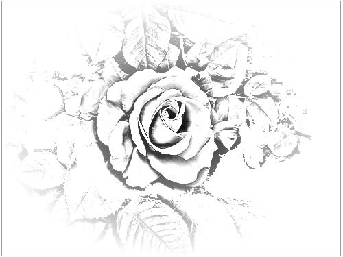 500x375 Pencil Drawings Of Roses, Altered Rose Art, And Rose Sketches