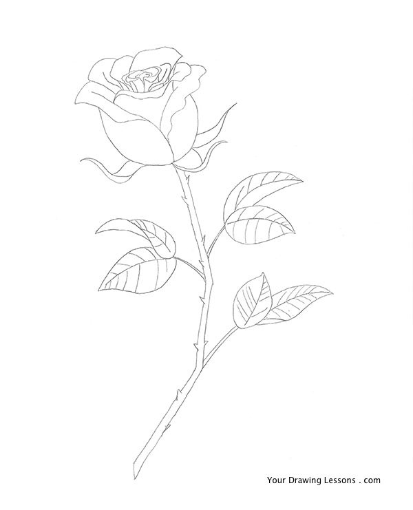 600x741 Rose Pencil Drawing To View Tons Of Free Step By Step