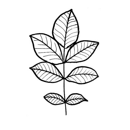 500x500 Leaf Coloring Pages