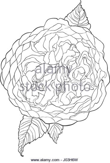 366x540 Rose Leaf Black And White Stock Photos Amp Images
