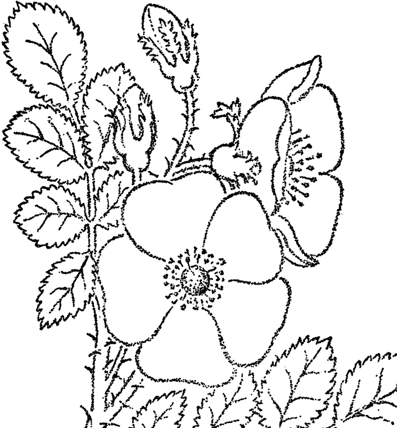 1284x1384 Wild Rose Sketch Image!