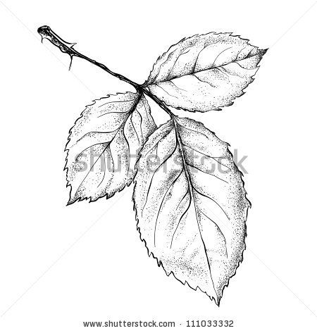 450x470 Highly Detailed Hand Drawn Rose's Leaves.