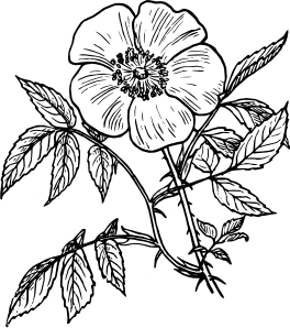 264x298 Eglantine Rose Clip Art