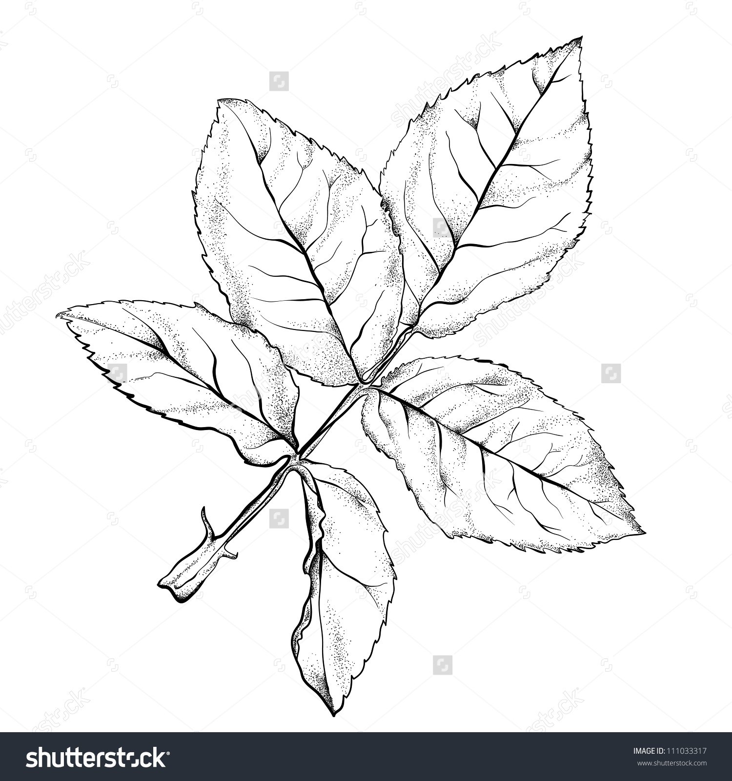1500x1600 Printable Rose Leaf Drawing