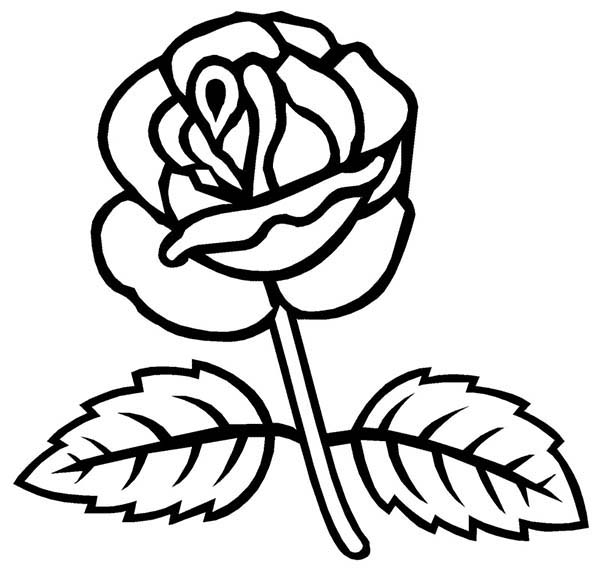 600x571 Rose With Two Leaves Coloring Page