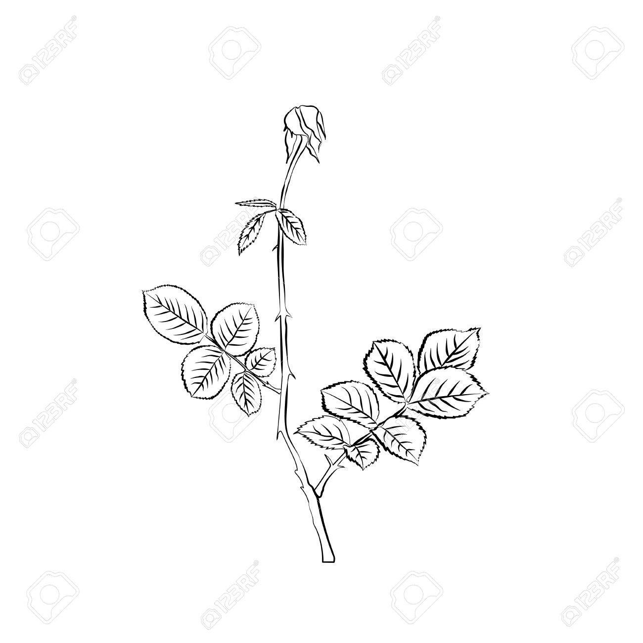 1300x1300 Stem And Leaves Of Withering Rose. Sketch. Black Outline On White