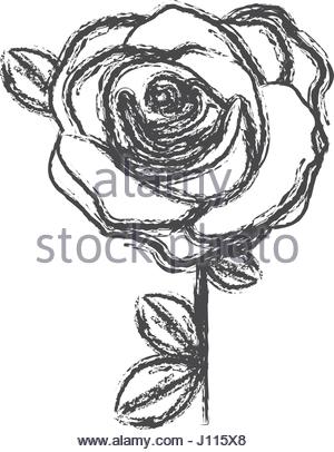 300x406 Blurred Silhouette Sketch Flowered Rose With Leaves Closeup Stock