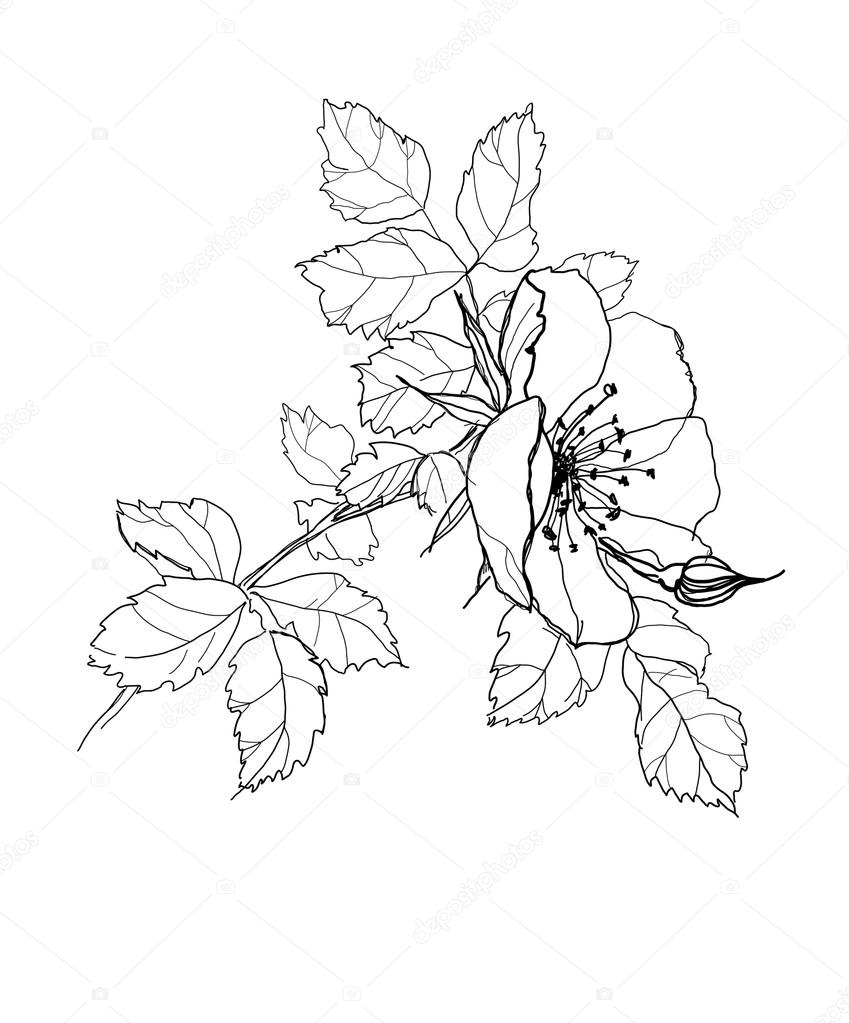 849x1023 Rose Flower Pencil Drawing Stock Vector Vergasova