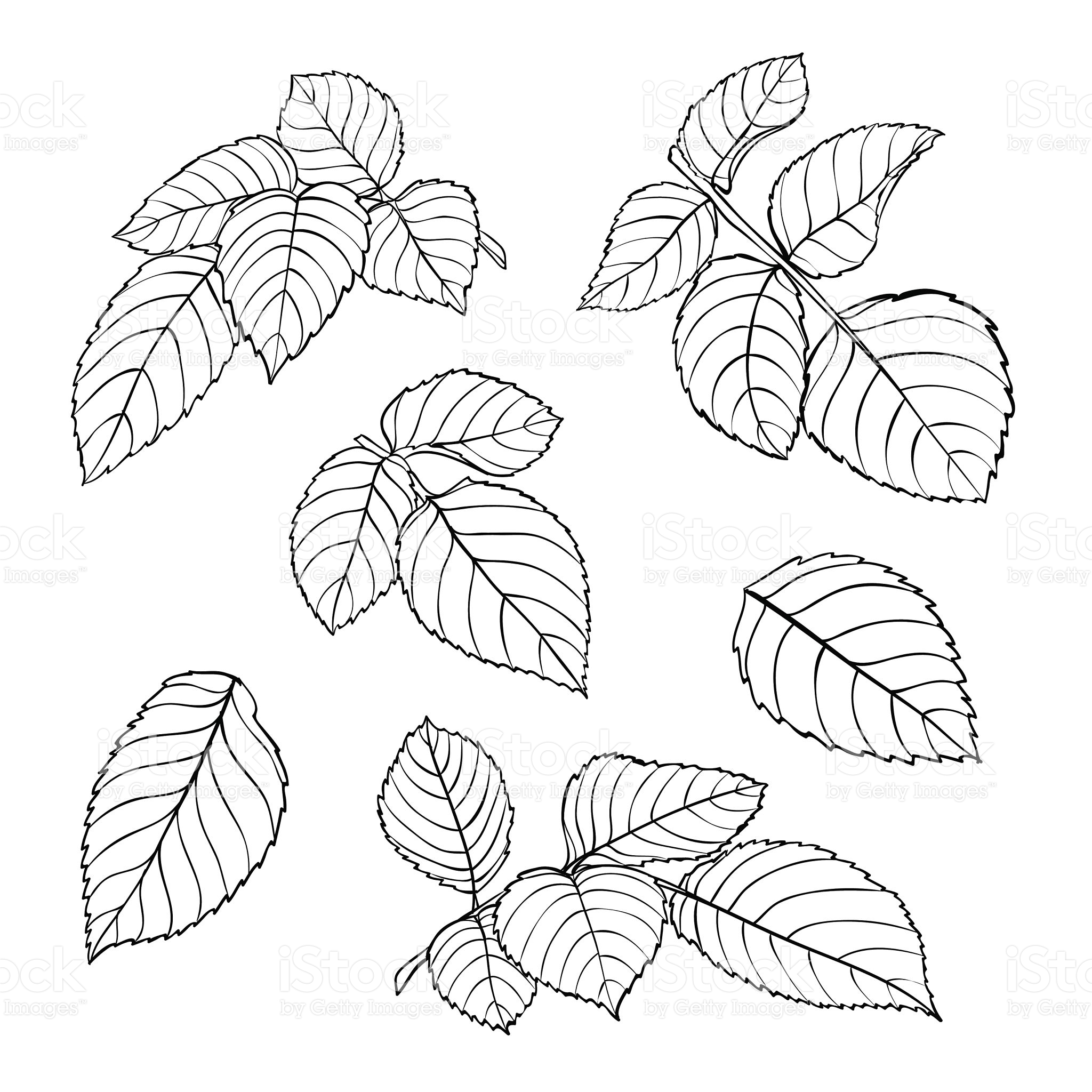 2048x2048 Set Of Beautiful Black And White Rose Leaves Isolated On White