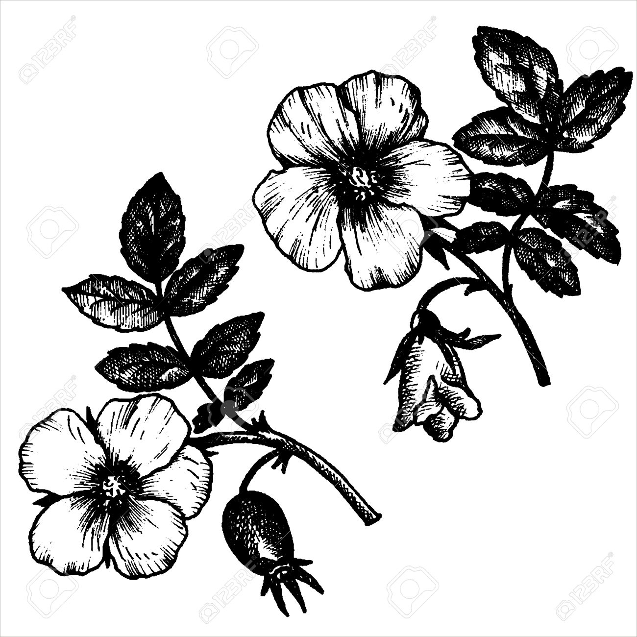 1300x1300 Dog Rose Flowers With Leaves And Buds, Hand Drawn Vintage Vector