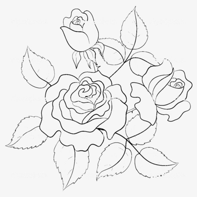 650x651 Hand Painted Roses Line Drawing, Rose Line Drawing, Hand Painted