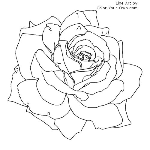 500x500 Rose Flower Coloring Page